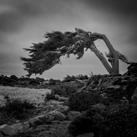 Cypres, Pacific Grove, CA
