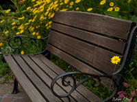 Blooming Bench