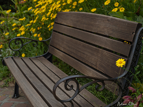 Blooming Bench