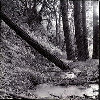 COSM-ISD-2006_09_JFBSP_1_bw_Np1_fallentree-119