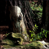 COSM-ISD-2006_09_JFBSP_1velvia_stump-118