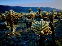 Chahula Cactus Garden