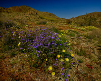 Wild Flowersk