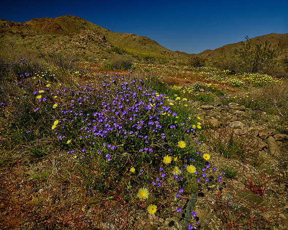 Wild Flowersk