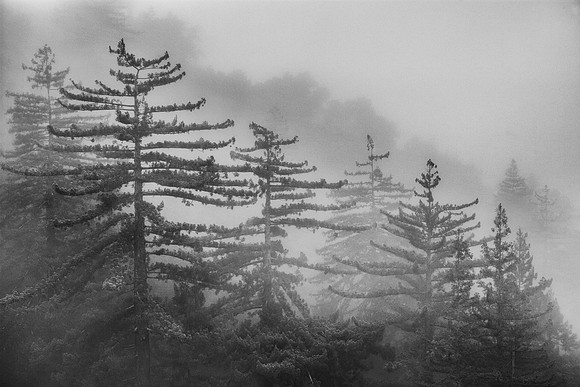 Early Morning Coastal Fog, Big Sur, CA