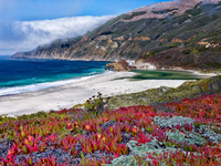 Big Sur Ice Plants