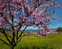 Cherry Blossom View, Napa, CA