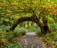 Hoh Rain Forest Arch