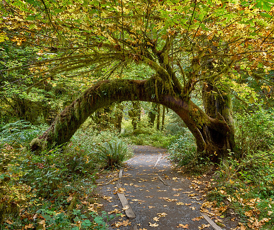 Hoh Rain Forest Arch