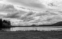 Geese on Lake Quinault, WA