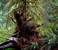 Decay - Hoh Rain Forest, WA