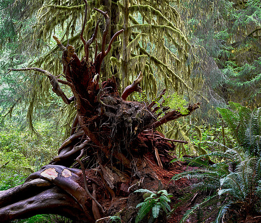 Decay - Hoh Rain Forest, WA