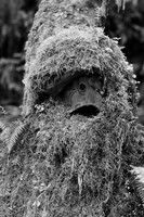 Sasquatch Topiary, Quinault, WA