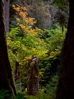 Framed View - Hoh Rain Forest