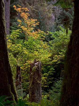 Framed View - Hoh Rain Forest