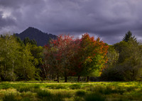 Quinault Ranger Station Field, North Road