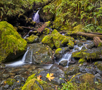 Merriman Falls - Quinault, WA