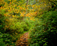 North Fork Quinault River Trail