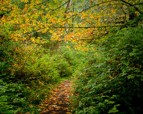 North Fork Quinault River Trail