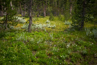 Woods View