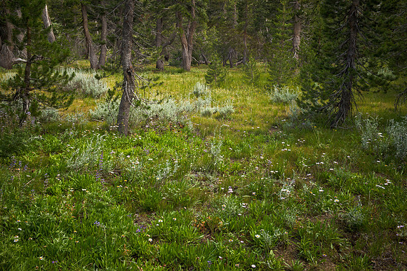 Woods View