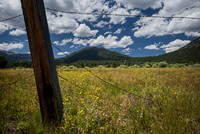 Carson River Meadow I