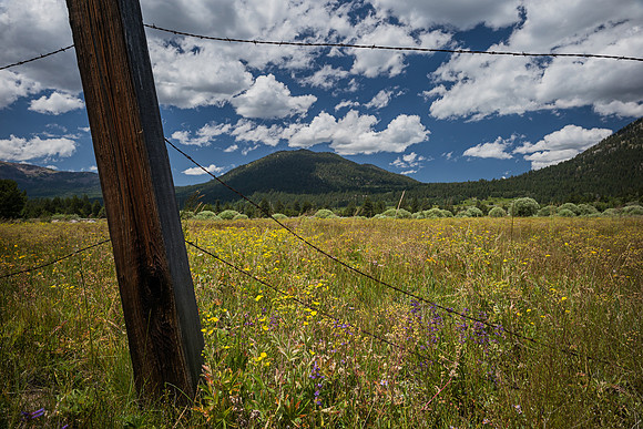 Carson River Meadow I