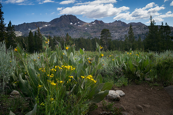 Trail To Frog Lake