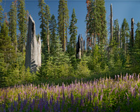 Last Lupines