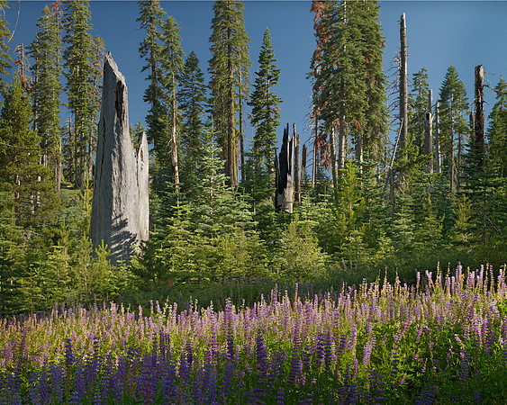 Last Lupines