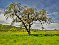 Drought Survivor