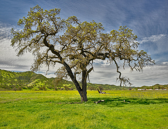 Drought Survivor