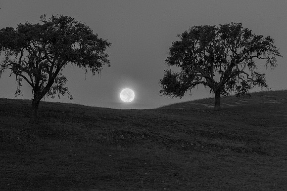 Moon Set Between Oaks