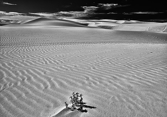 Life On The Dunes