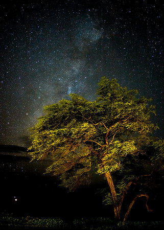 Wailea Point Tree and Milky Way