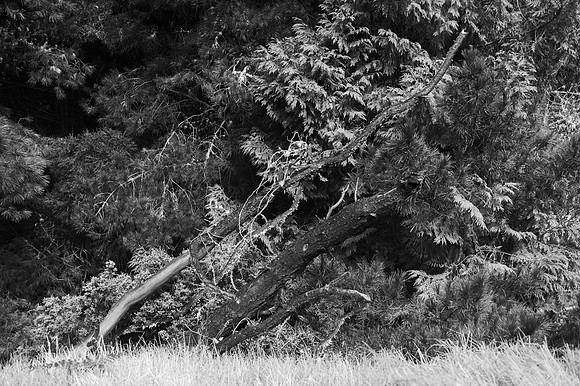 Leaning Tree - Road To Haleakala