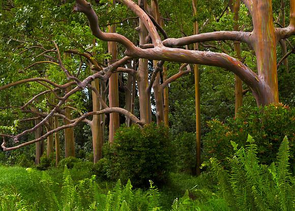 Painted Eucalyptus, Maui