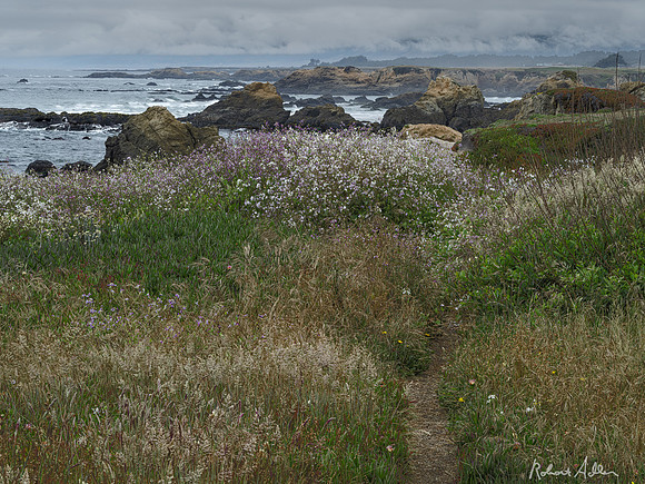 Fleur de Sea