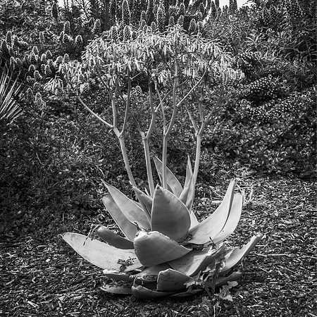 Succulent Flower - Eleanor Park, Palo Alto