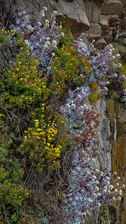 Garapatta Wall Flowers