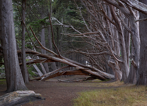 COSM-ISD-TreeAlley-59