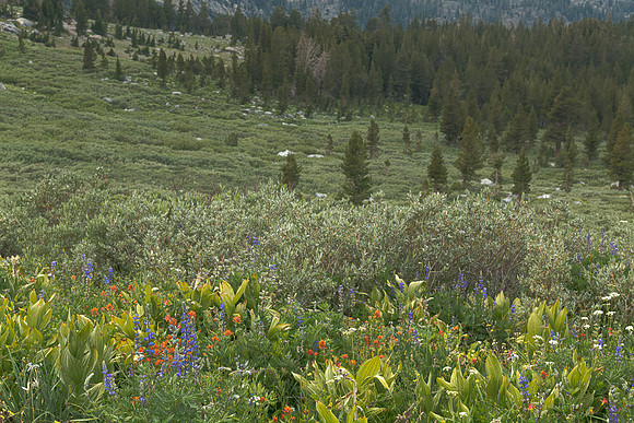 Alpine Bloom