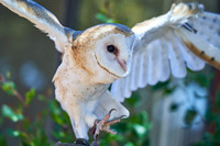 Barn Owl II