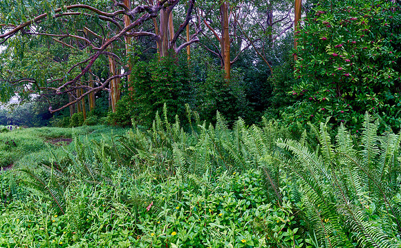 Painted Forest I
