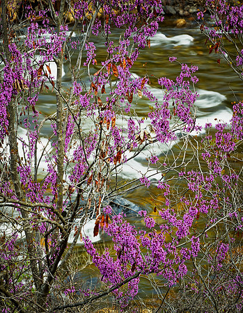 Redbuds