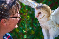 Barn Owl With Handler