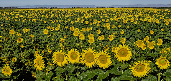 CA Summer Gold