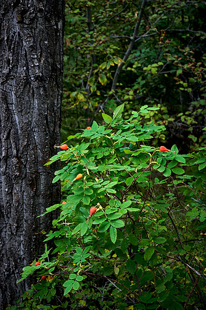 Forest Scene, Mt. Robson Kinney Lake Trail, British Columbia