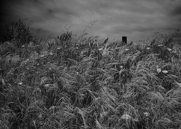 Big Sur Grasses