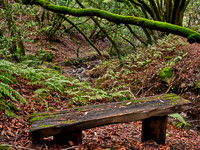 Fern Trail Bench View